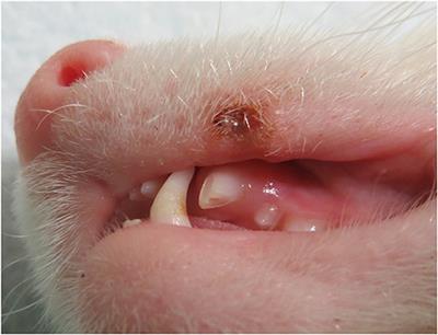 Follow Up on Simple (Closed) Extraction of Fractured Maxillary Canine Teeth in Domestic Ferrets (Mustela putorius furo)